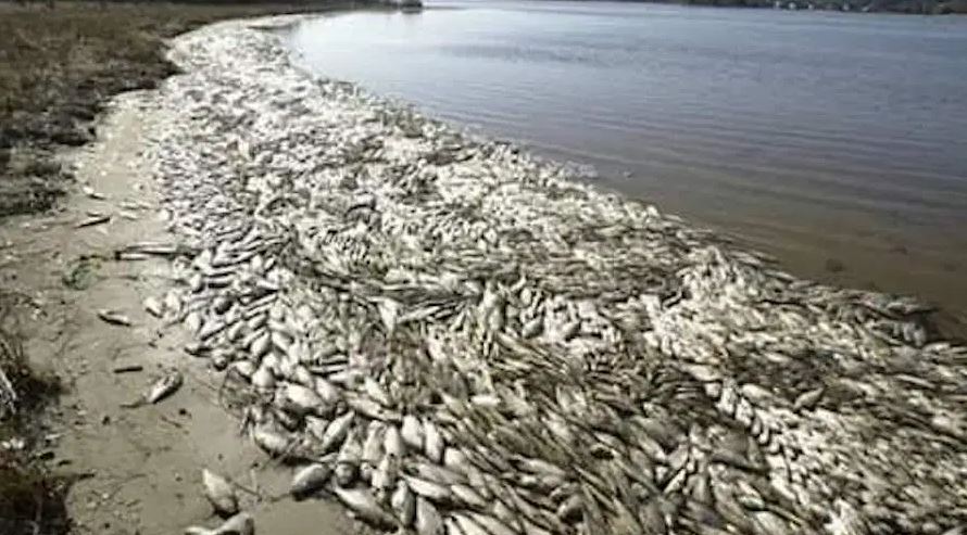 NIMASA warns public against consumption of dead fish in Niger-Delta